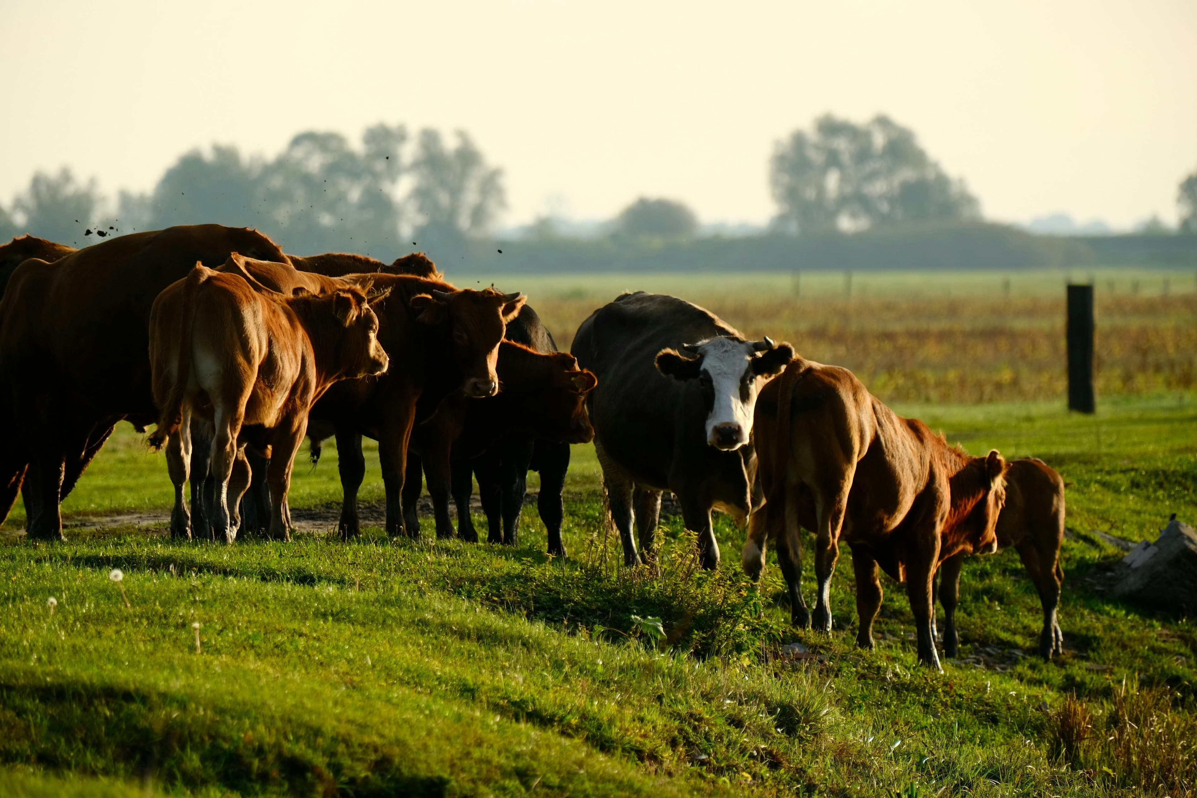 Cattle herd, Free State veld, morning