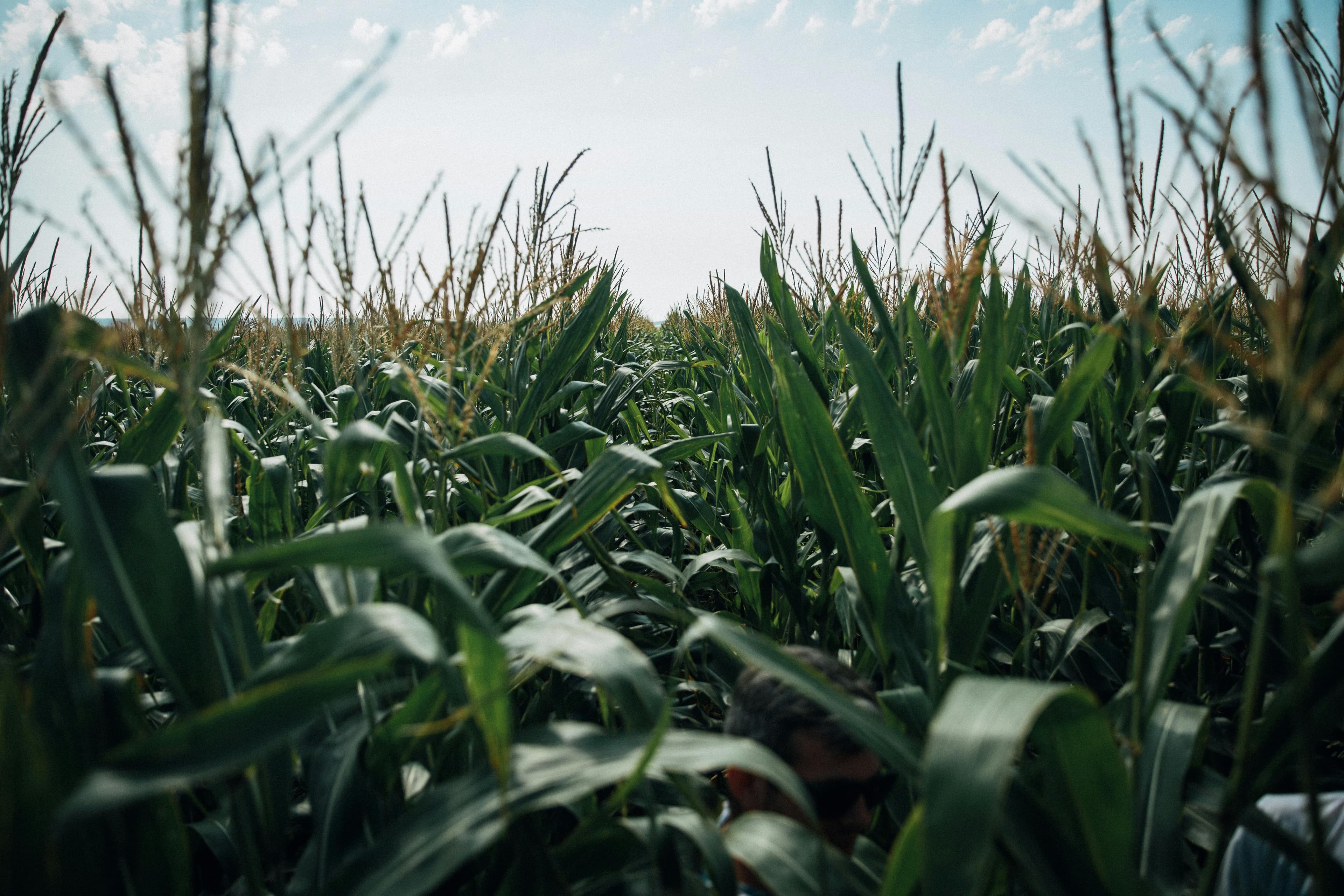 Wide angle view of maize fields, Free State